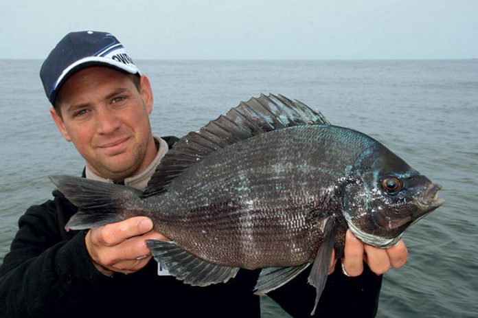 Pêche de la dorade grise