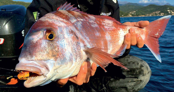 Pêche au tenya en mer