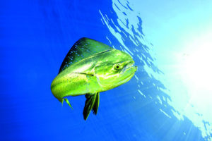 Lire la suite à propos de l’article La dorade coryphène, un poisson d’une élégance rare !