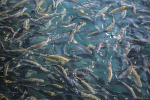 Lire la suite à propos de l’article L’aquaculture peut-elle devenir UN MODÈLE ÉTHIQUE ET DURABLE ?