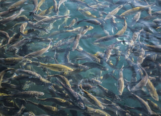Aquaculture, un modèle éthique et durable.