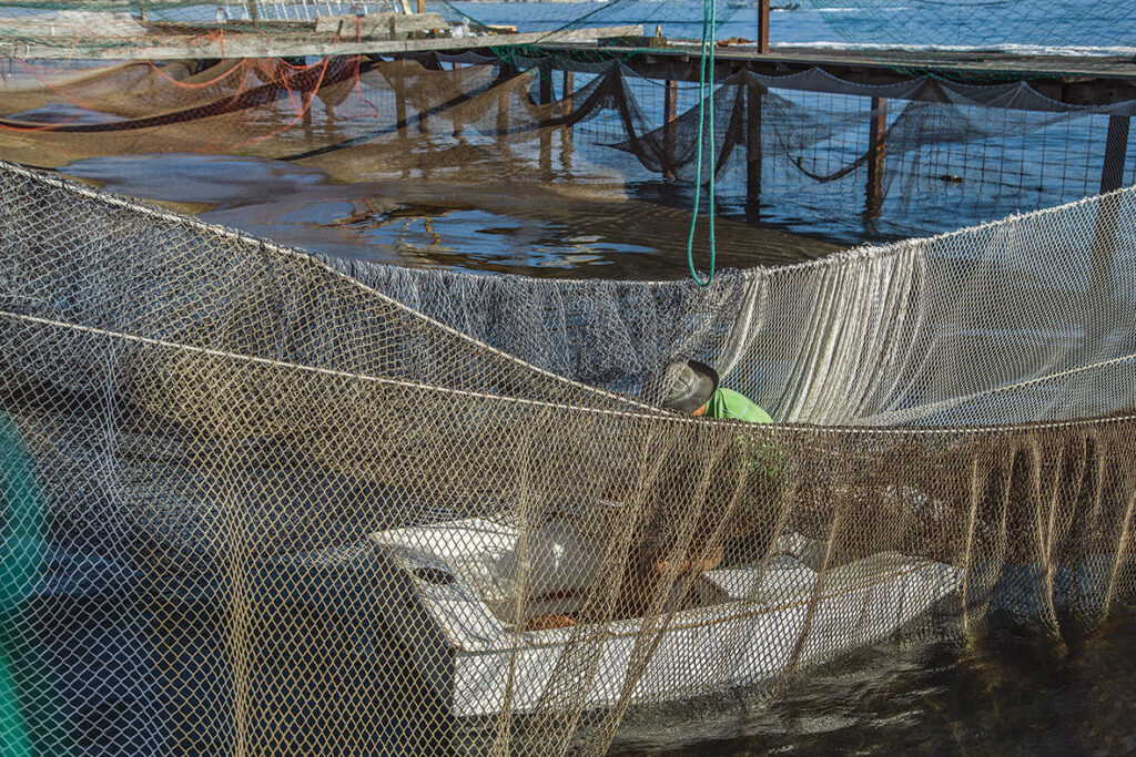 Aquaculture, un modèle éthique et durable.
